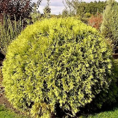 Туя ГЛОБОЗА АУРЕА западная  Туя ГЛОБОЗА АУРЕА западная в Красноярске