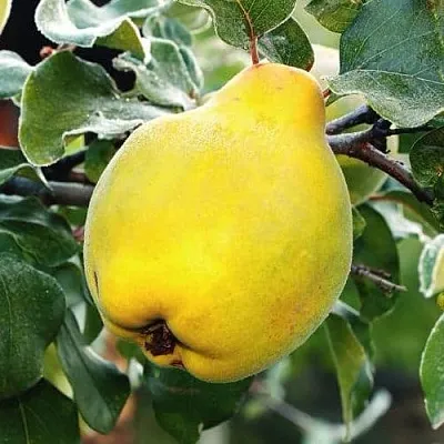 Айва РУМО  Айва РУМО в Красноярске