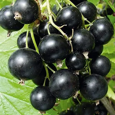 Смородина черная АРАПКА  Смородина черная АРАПКА в Красноярске