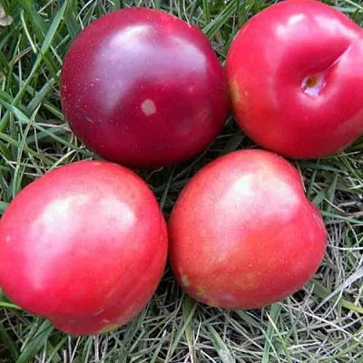 Плумкот БИРИКОККОЛО НОСТРАНО  Плумкот БИРИКОККОЛО НОСТРАНО в Красноярске