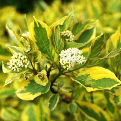 Дерен  Дерен в Красноярске