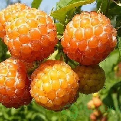 Малина КУМБЕРЛЕНД желтая в Красноярске