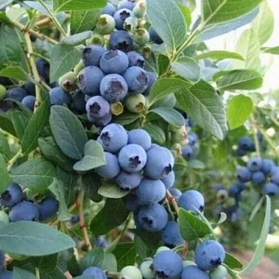 Голубика ЭЛЛИОТ  Голубика ЭЛЛИОТ в Красноярске