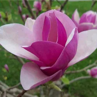 Магнолия СУЛАНЖА  Магнолия СУЛАНЖА в Красноярске