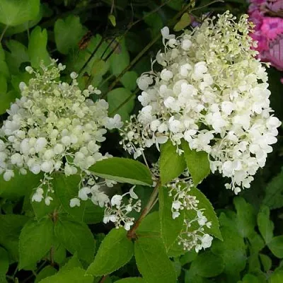 Гортензия ДАРТС ЛИТТЛ ДОТТ метельчатая  Гортензия ДАРТС ЛИТТЛ ДОТТ метельчатая в Красноярске