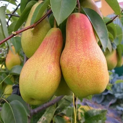 Груша ЧУДЕСНИЦА в Красноярске