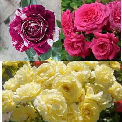 Комплект РОЗОВЫЙ АКЦЕНТ в Красноярске