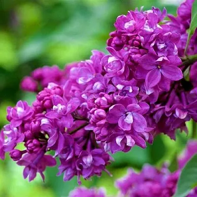 Сирень ОГНИ ДОНБАССА  Сирень ОГНИ ДОНБАССА в Красноярске