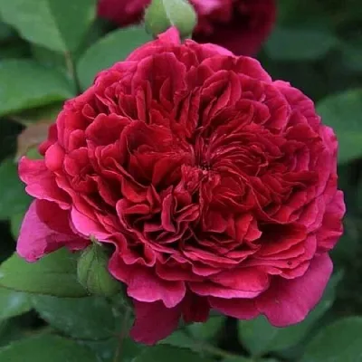 Саженцы роз ТЕСС ОФ ЗЕ ДЭРБЕРВИЛЛЬ английская  Саженцы роз ТЕСС ОФ ЗЕ ДЭРБЕРВИЛЛЬ английская в Красноярске