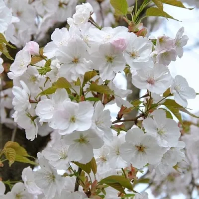 Сакура САНСЕТ БУЛЕВАРД  Сакура САНСЕТ БУЛЕВАРД в Красноярске