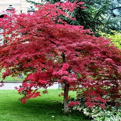 Клен пальмолистный  Клен пальмолистный в Красноярске