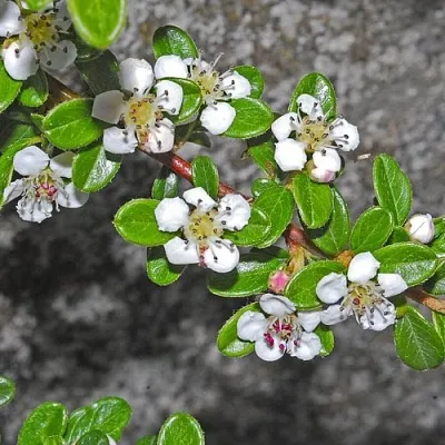 Кизильник ТАНГСТЕДТ горизонтальный   Кизильник ТАНГСТЕДТ горизонтальный  в Красноярске
