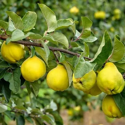 Айва ТРИУМФ  Айва ТРИУМФ в Красноярске