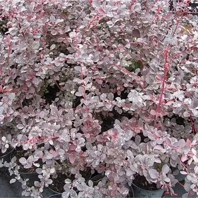 Барбарис СИЛЬВЕР МИЛЕС оттавский   Барбарис СИЛЬВЕР МИЛЕС оттавский  в Красноярске