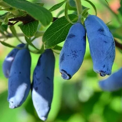 Жимолость съедобная ТРУЖЕНИЦА  Жимолость съедобная ТРУЖЕНИЦА в Красноярске
