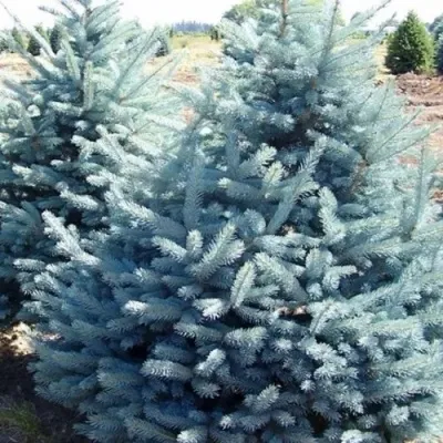 Ель ГЛАУКА колючая — описание сорта Ель ГЛАУКА колючая в Красноярске