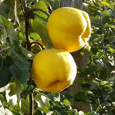 Айва МАРИЯ  Айва МАРИЯ в Красноярске