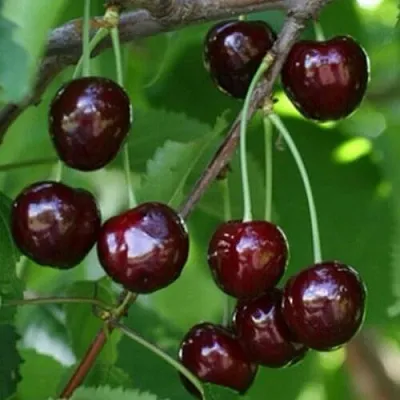 Черешня НАРОДНАЯ  Черешня НАРОДНАЯ в Красноярске