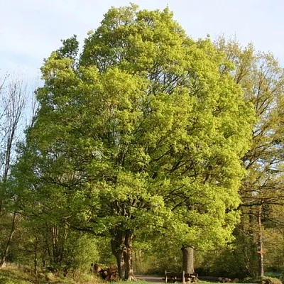Клен полевой  Клен полевой в Красноярске