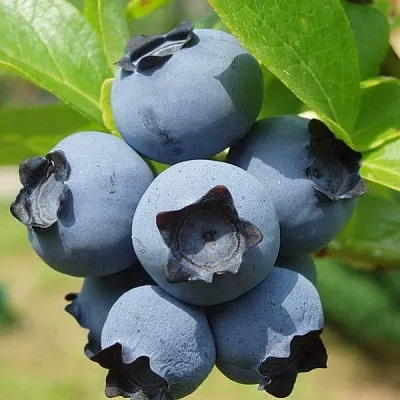 Сладкие сорта   Сладкие сорта  в Красноярске