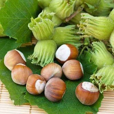 Фундук КРЕПКИЙ ОРЕШЕК  Фундук КРЕПКИЙ ОРЕШЕК в Красноярске