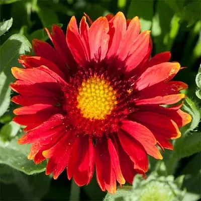 Гайлардия АРИЗОНА РЕД ШЕЙДС  Гайлардия АРИЗОНА РЕД ШЕЙДС в Красноярске