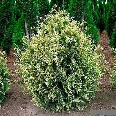 Туя ГОЛД ПЕРЛ западная  Туя ГОЛД ПЕРЛ западная в Красноярске