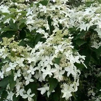 Гортензия МЭДЖИКАЛ СТАРЛАЙТ метельчатая  Гортензия МЭДЖИКАЛ СТАРЛАЙТ метельчатая в Красноярске