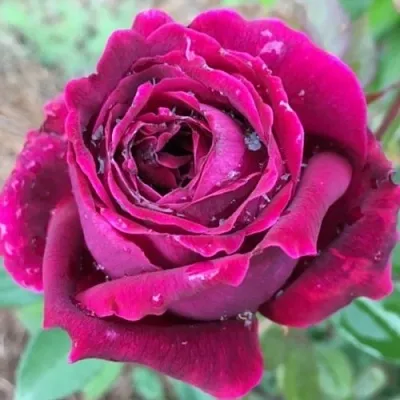 Саженцы роз РОЯЛ ПАЛАС японская  Саженцы роз РОЯЛ ПАЛАС японская в Красноярске