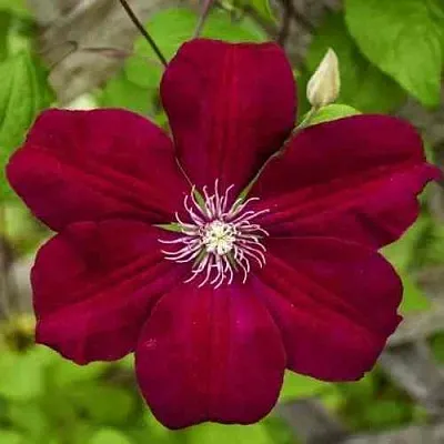 Клематис РУЖ КАРДИНАЛ  Клематис РУЖ КАРДИНАЛ в Красноярске