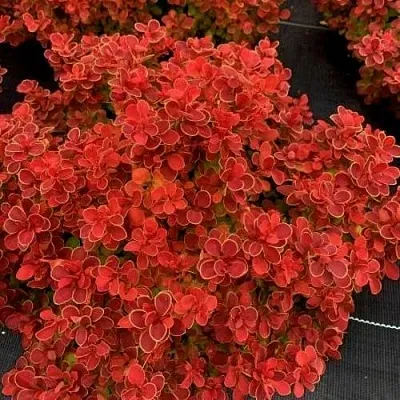 Барбарис РЕД ХОТ ЧИЛИ тунберга  Барбарис РЕД ХОТ ЧИЛИ тунберга в Красноярске