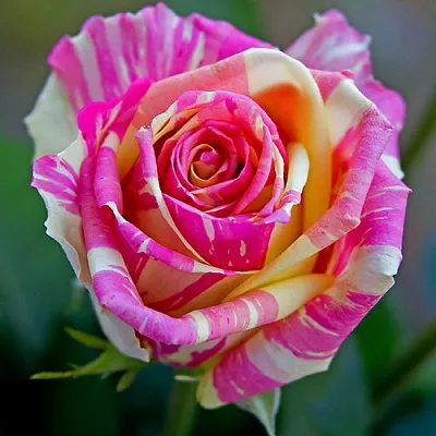 Саженцы роз ФИЕСТА чайно-гибридная  Саженцы роз ФИЕСТА чайно-гибридная в Красноярске