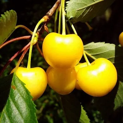 Черешня ЖУРБА  Черешня ЖУРБА в Красноярске