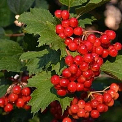 Калина  Калина в Красноярске