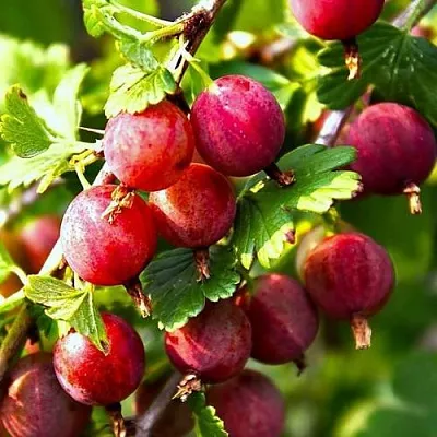 Крыжовник САДКО  Крыжовник САДКО в Красноярске