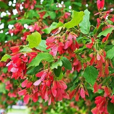 Клен татарский  Клен татарский в Красноярске