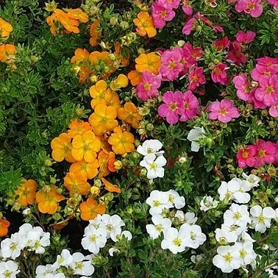 Лапчатка  Лапчатка в Красноярске