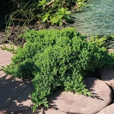 Можжевельник АВАСИ лежачий  Можжевельник АВАСИ лежачий в Красноярске