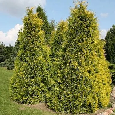 Туя АУРЕОСПИКАТА западная  Туя АУРЕОСПИКАТА западная в Красноярске