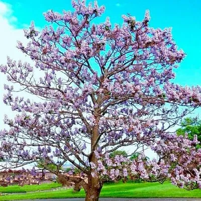 Павловния  Павловния в Красноярске