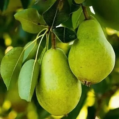 Груша СЕВЕРЯНКА колонновидная в Красноярске