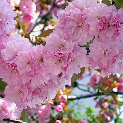 Сакура ОШИДАРЕ  Сакура ОШИДАРЕ в Красноярске