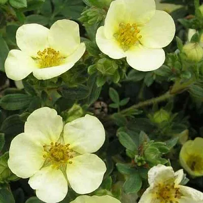 Лапчатка ЭЛИЗАБЕТ кустарниковая  Лапчатка ЭЛИЗАБЕТ кустарниковая в Красноярске