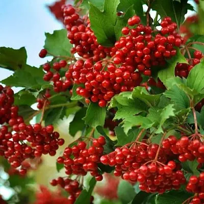 Калина ТАЕЖНЫЕ РУБИНЫ  Калина ТАЕЖНЫЕ РУБИНЫ в Красноярске