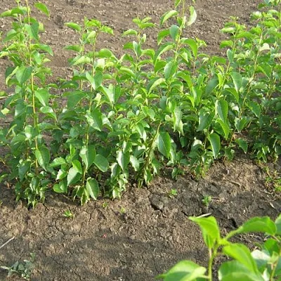 Подвой вишни АНТИПКА  Подвой вишни АНТИПКА в Красноярске