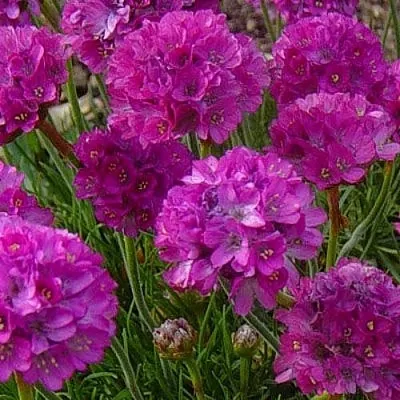 Армерия МОНИНГ СТАР ДИП РОУЗ  Армерия МОНИНГ СТАР ДИП РОУЗ в Красноярске