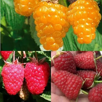 Комплект ЗОЛОТАЯ МАЛИНА в Красноярске