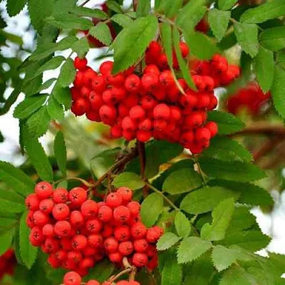 Рябина ОБЫКНОВЕННАЯ в Красноярске