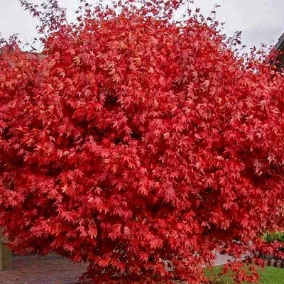 Клен гиннала   Клен гиннала  в Красноярске