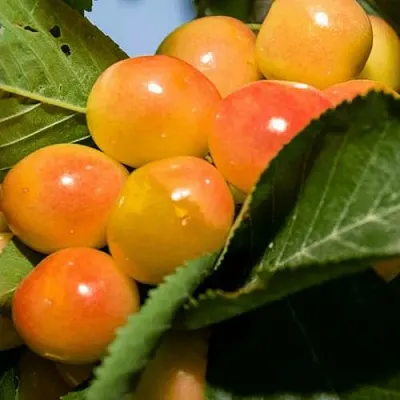 Дюк (черевишня) БЕЛОЧКА  Дюк (черевишня) БЕЛОЧКА в Красноярске